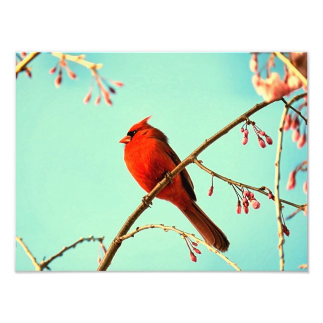 Red Bird & Cherry Blooms Fotodruck (Vorne)