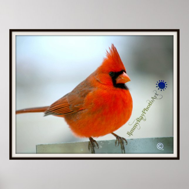 Red Bird Kardinal Poster (Vorne)