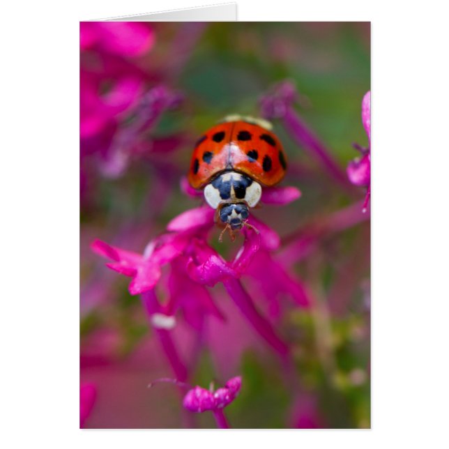Red Black Ladybug Ladybird auf rosa Blume (Vorne)