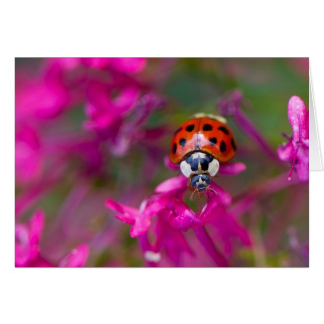 Red Black Ladybug Ladybird auf rosa Blume (Vorderseite (Horizontal))