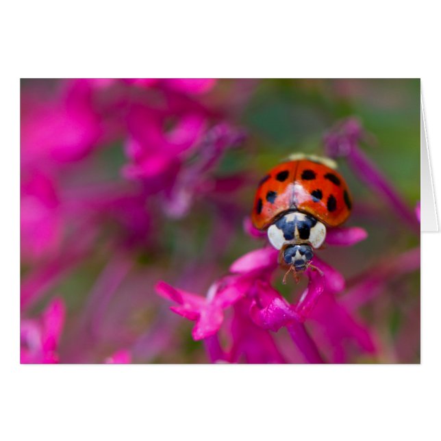 Red Black Ladybug Ladybird auf rosa Blume (Vorderseite (Horizontal))