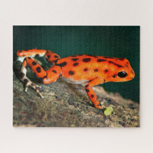 Red & Black Poison Dart Frosch Puzzle