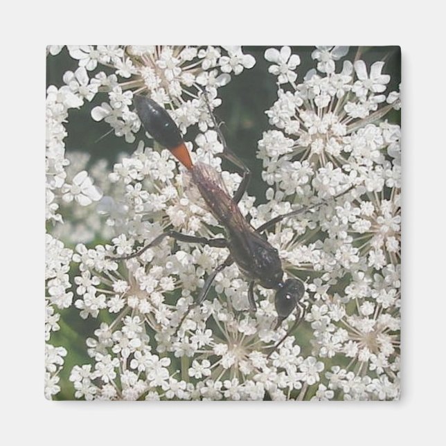 Red & Black Wasp Magnet (Vorne)