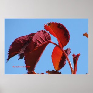 Red Blätter & Blue Sky - California Gardens Poster