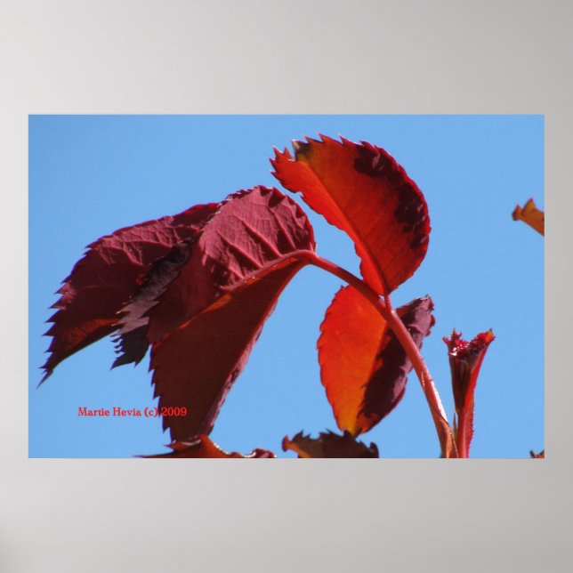 Red Blätter & Blue Sky - California Gardens Poster (Vorne)