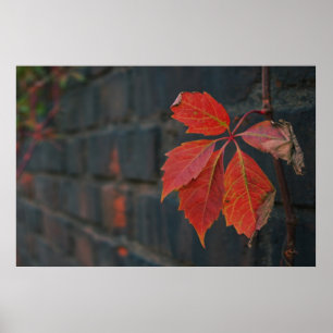 Red Blätter Poster
