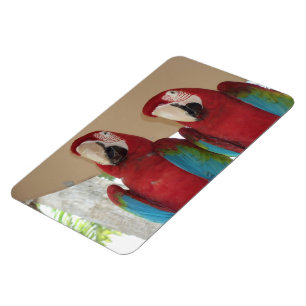 Red Blue Green Macaws Magnet