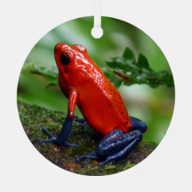Red & Blue Poison Dart Frosch