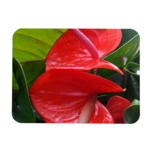 Red Blume 3"x4"-Magnet Magnet