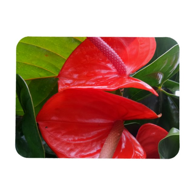 Red Blume 3"x4"-Magnet Magnet (Horizontal)
