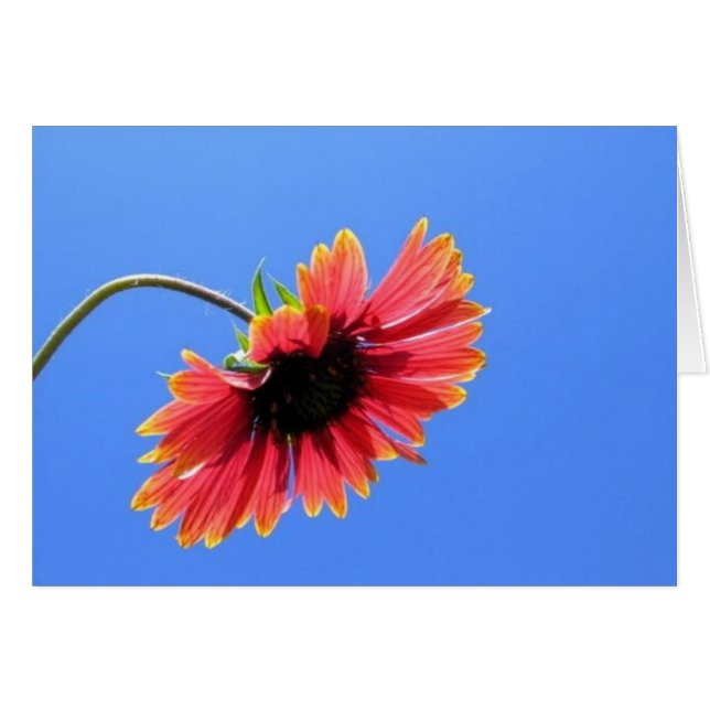 Red Blume Card (Vorderseite (Horizontal))