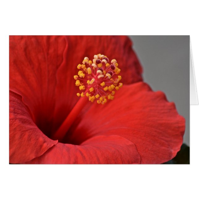 Red Blume Notecard (Vorderseite (Horizontal))