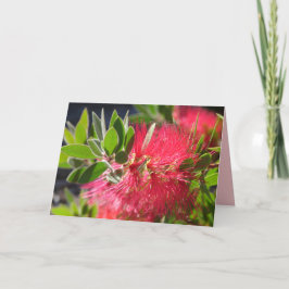 Red Bottlebrush Australische Blume Blumenkarte Karte