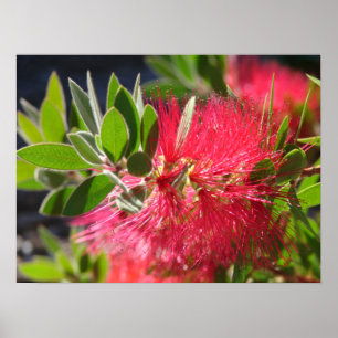 Red Bottlebrush Australische Blumenposter-Blume Poster