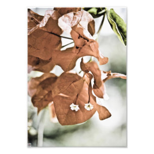 Red Bougainvillea Fotodruck