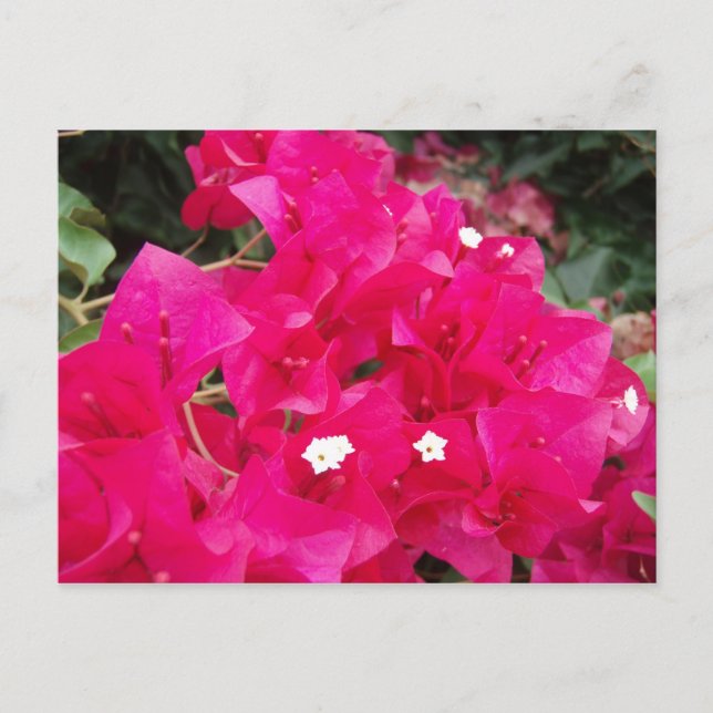 Red Bougainvillea Postkarte (Vorderseite)