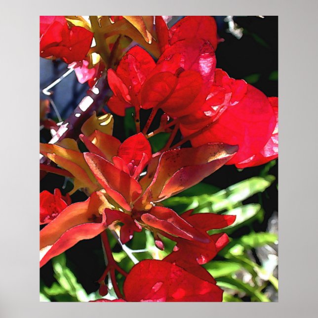 Red Bouganvilla Poster (Vorne)