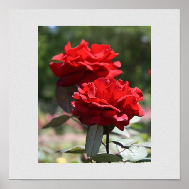 Red Bouquet Print Poster (Vorne)
