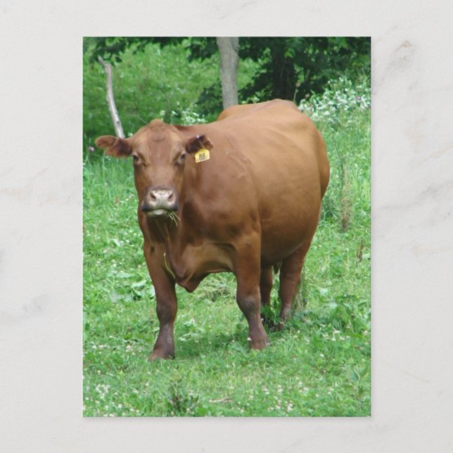 Red Bovine Postkarte (Vorderseite)