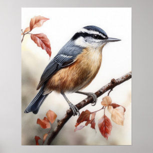 Red Breastch Nuthatch Bird Art Print Poster