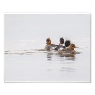 Red Breaster Merganser Foto Print