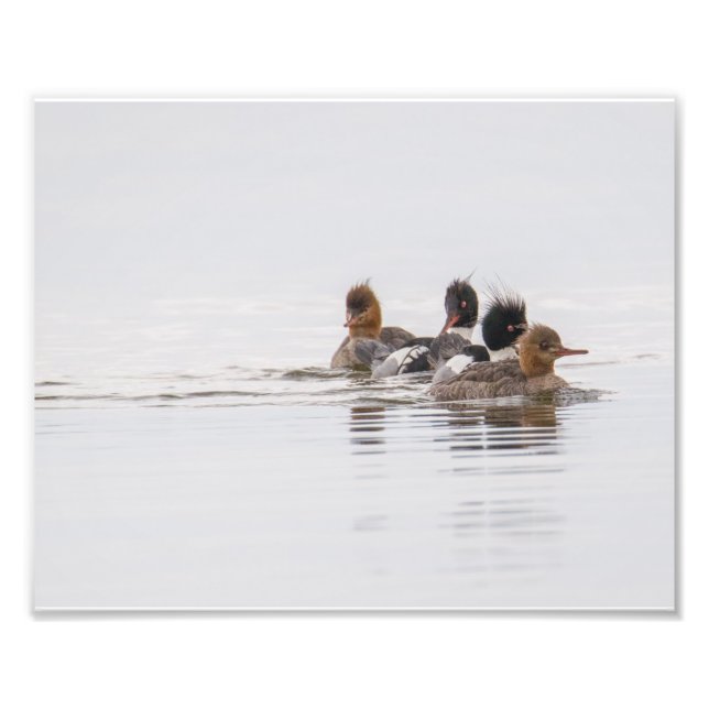 Red Breaster Merganser Foto Print (Vorne)