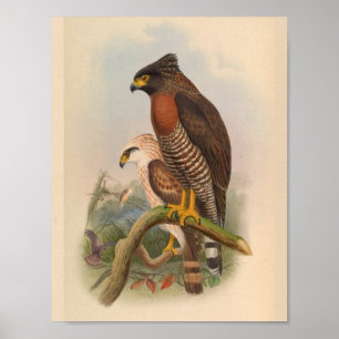 Red Breastk Hawk Bird Vintage Kunst drucken Poster