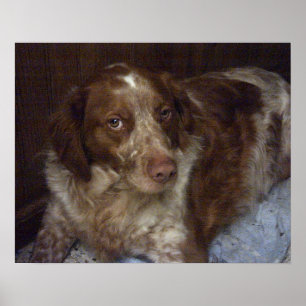 Red Brittany Spaniel dog Ägyptil Breton Poster