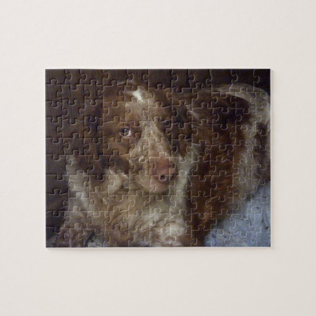 Red Brittany Spaniel dog épagneul breton roux Puzzle (Horizontal)
