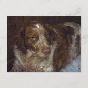 Red Brittany Spanischer Hund Postcard épagneul bre Postkarte