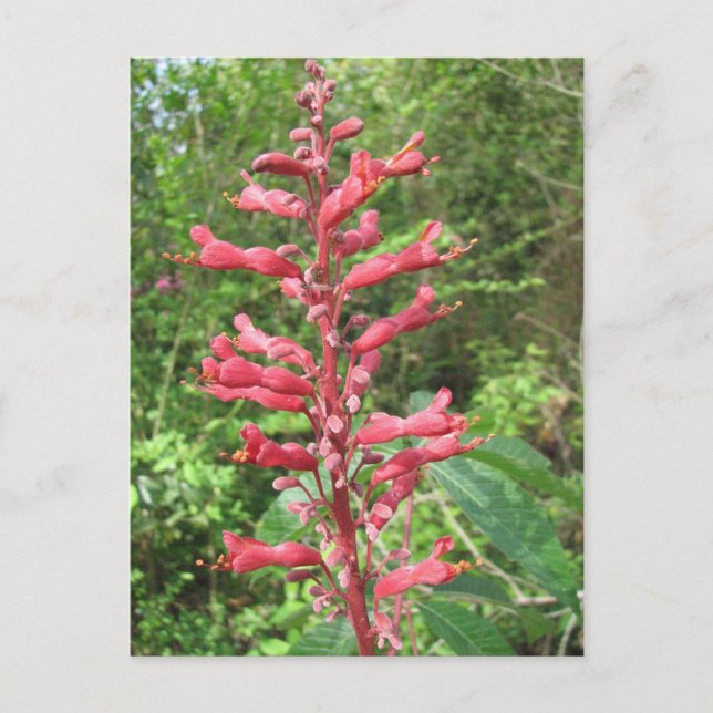 Red Buckeye Postkarte (Vorderseite)