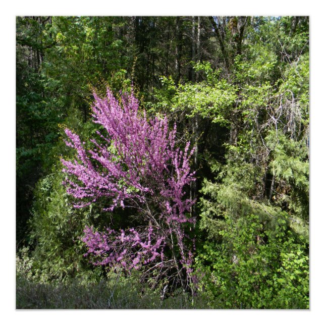 Red Bud Baum im Frühling.. Poster (Vorderseite)