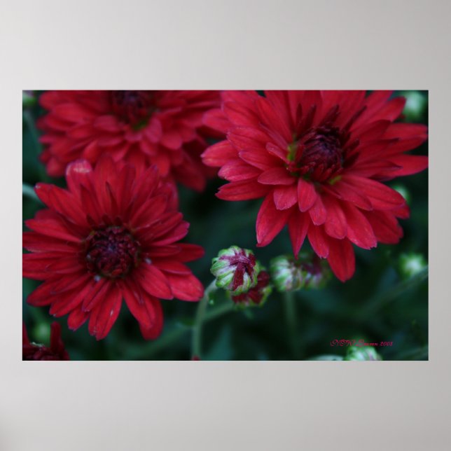 Red Bud Mum Poster (Vorne)