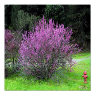 Red Bud tree.... Poster