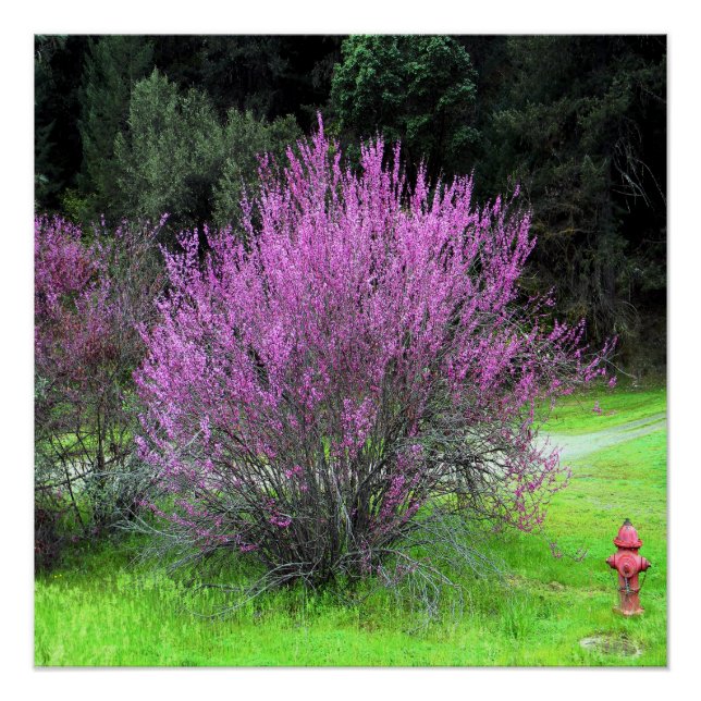Red Bud tree.... Poster (Vorderseite)