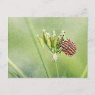 Red Bug - Eine weitere Flasche verletzt nicht Postkarte