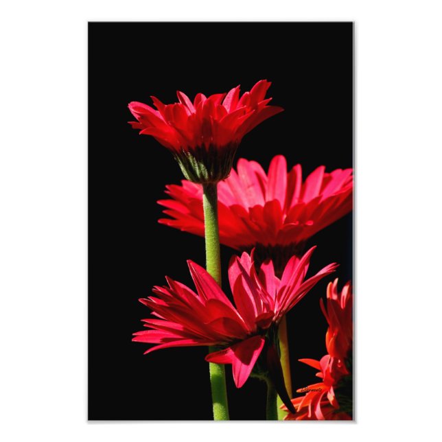 Red Burgundy Gerber Daisy Fotodruck (Vorne)