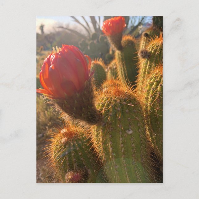 Red Cactus Blume Sunset Postkarte (Vorderseite)