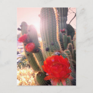 Red Cactus Blume Sunset Postkarte