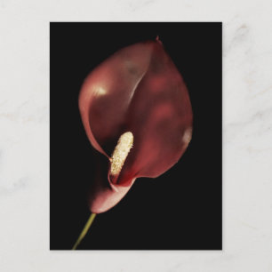 Red Calla - Postcard Postkarte