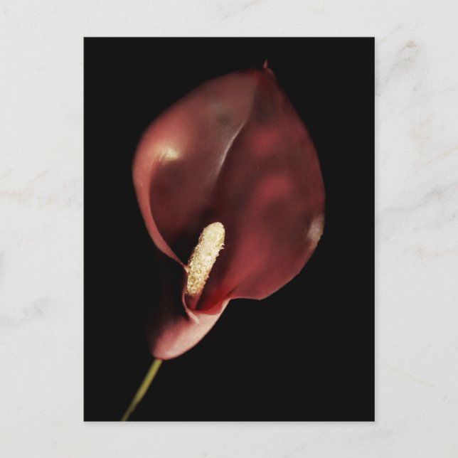 Red Calla - Postcard Postkarte (Vorderseite)