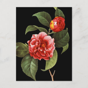 Red Camellia 1833 Postkarte