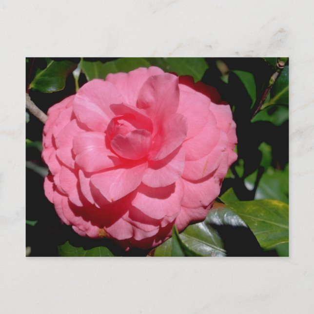 Red Camellia, japonica Blume Postkarte (Vorderseite)