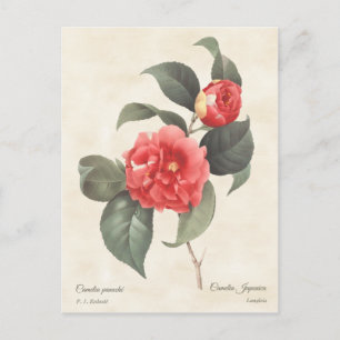 Red Camellia Japonica Vintag Botanical Postkarte