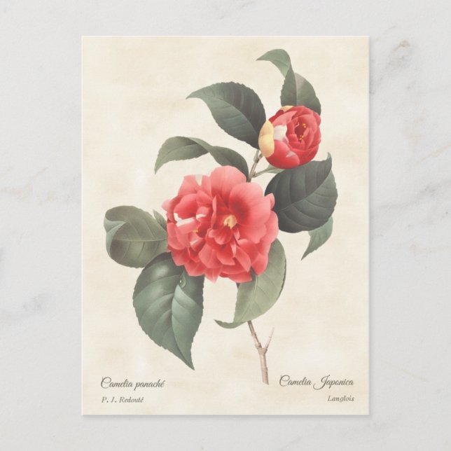 Red Camellia Japonica Vintag Botanical Postkarte (Vorderseite)