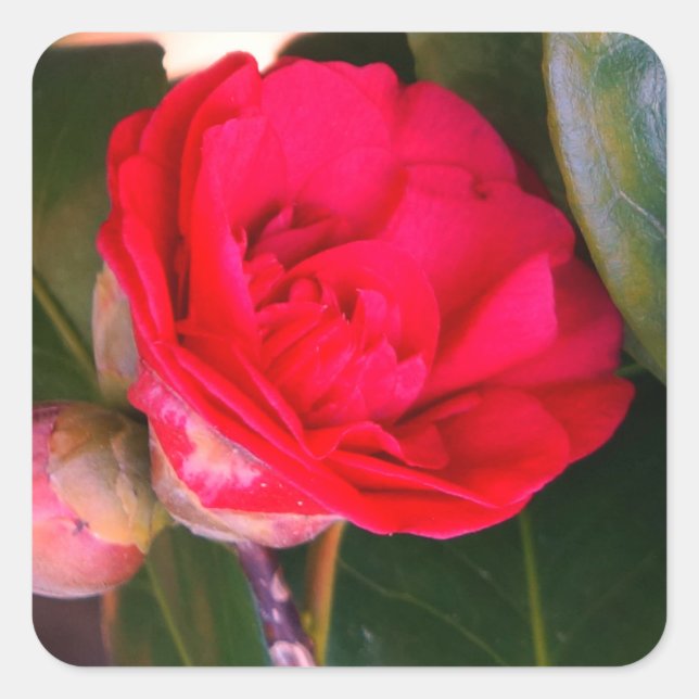 Red Camellia Stickers (Vorderseite)