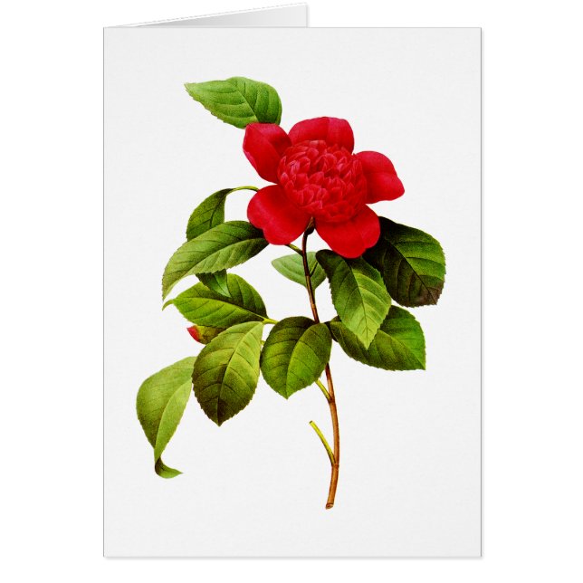 Red Camellia von Pierre Joseph Redoute (Vorne)