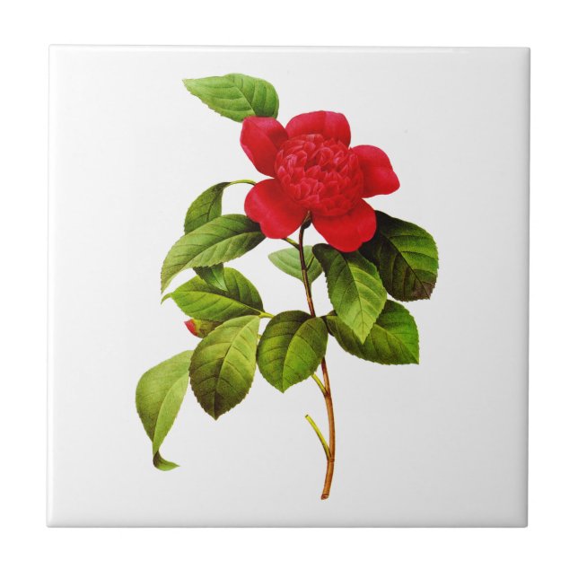 Red Camellia von Pierre Joseph Redoute Fliese (Vorderseite)