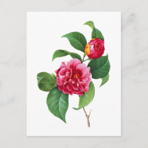 Red Camellia von Pierre Joseph Redoute Postkarte