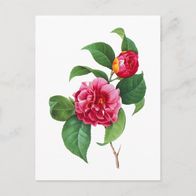 Red Camellia von Pierre Joseph Redoute Postkarte (Vorderseite)